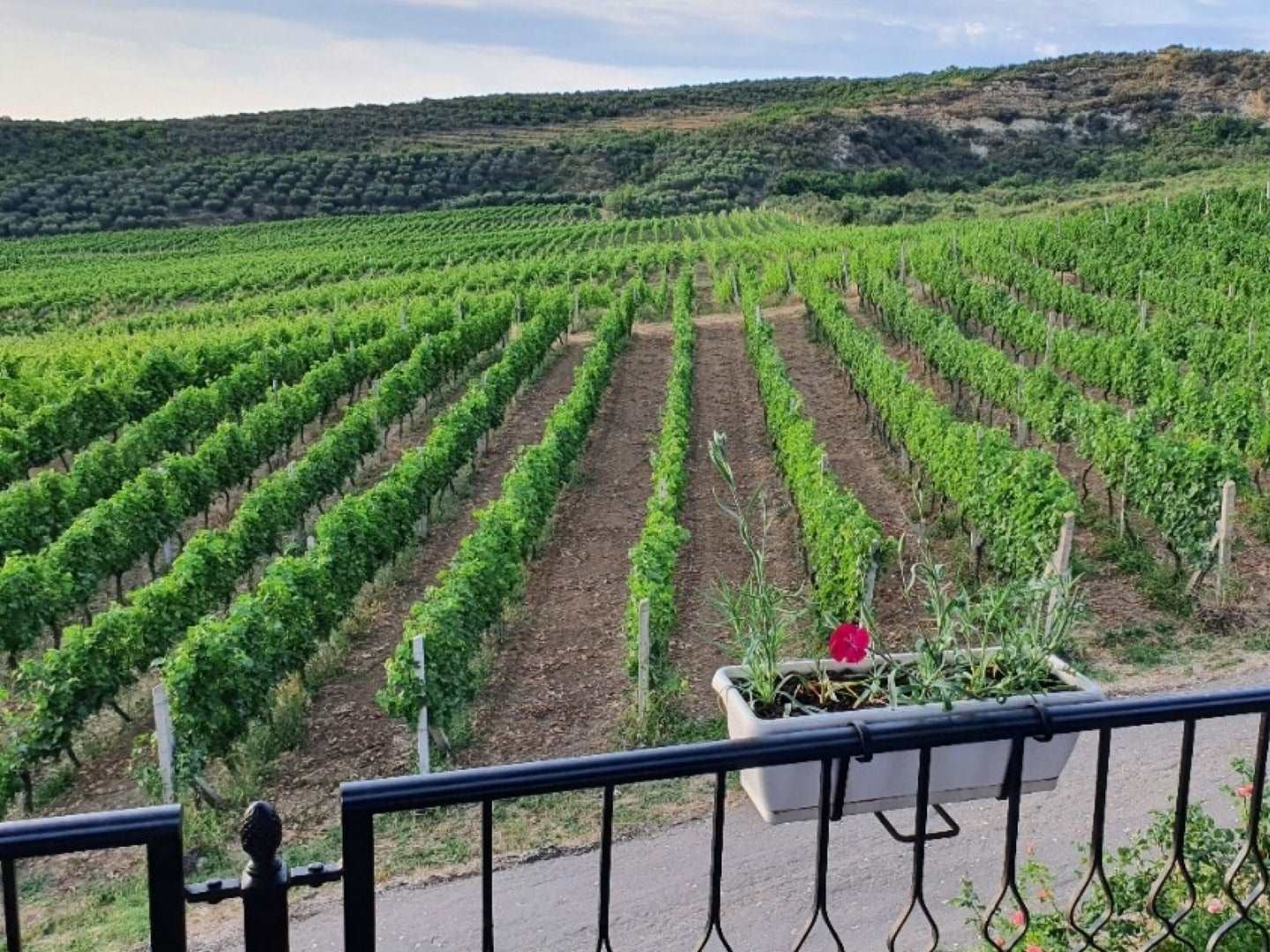 Apollonia Ruins Tour & Albanica Cantina Wine Tasting, with Car & Driver included.