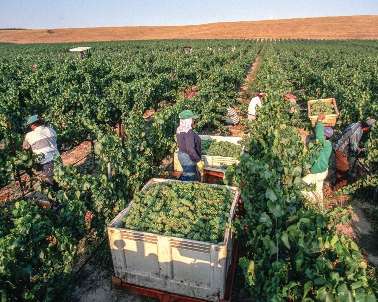 Private Tour UNESCO City of Berat with optional Vineyard Experience