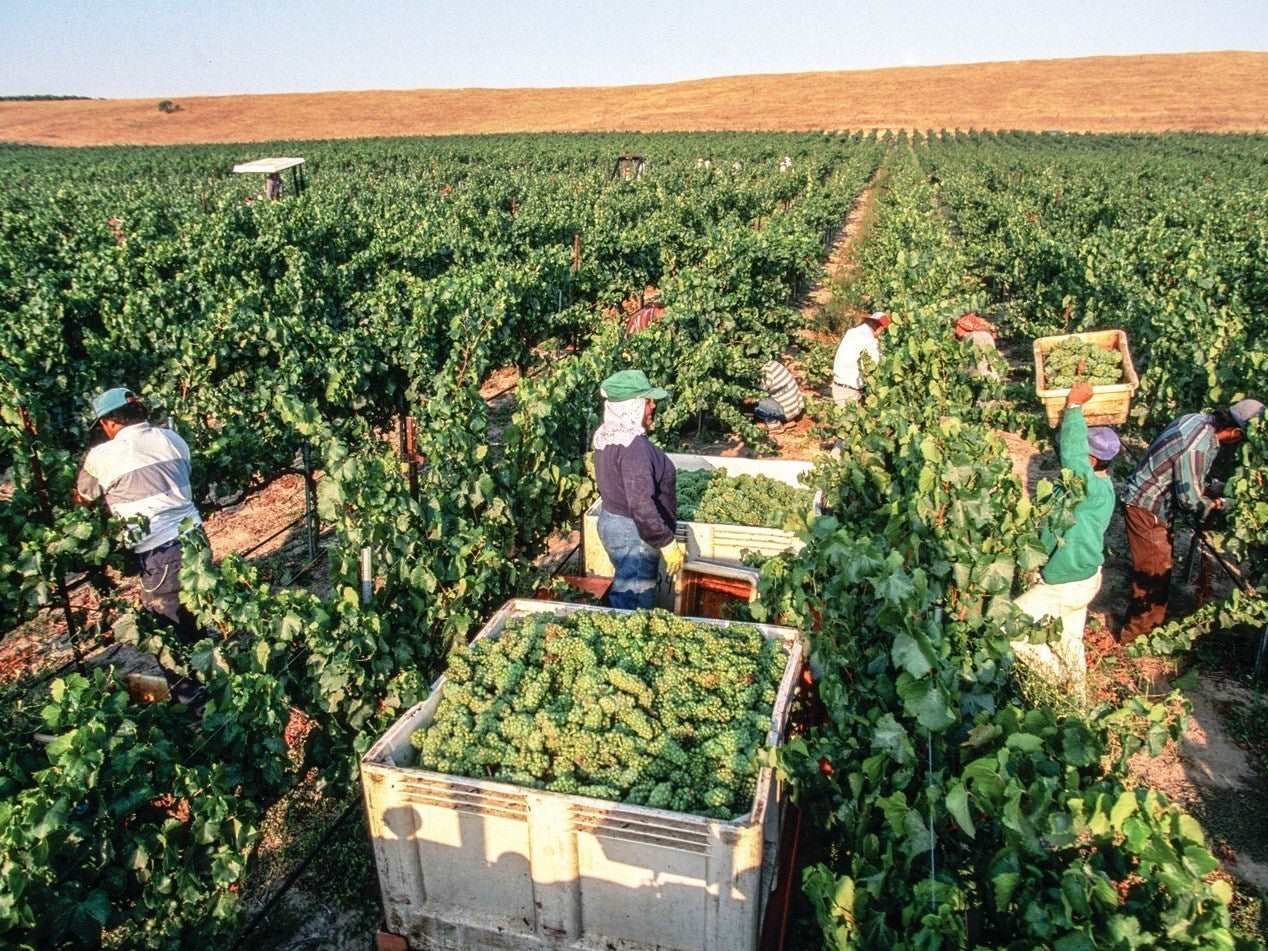 Berat Castle Tour & Çobo Cantina Wine Tasting, with Car & Driver included.