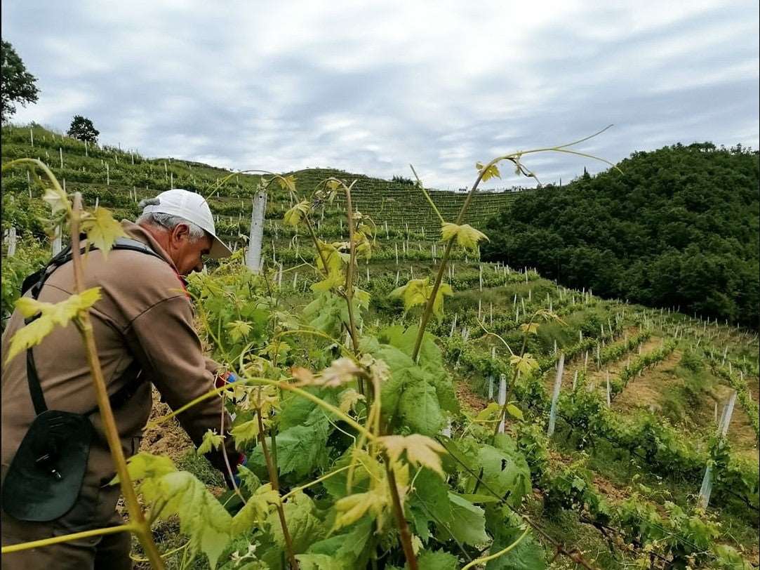 Tirana City Tour & Duka Cantina Wine Tasting, with Car & Driver/Guide included