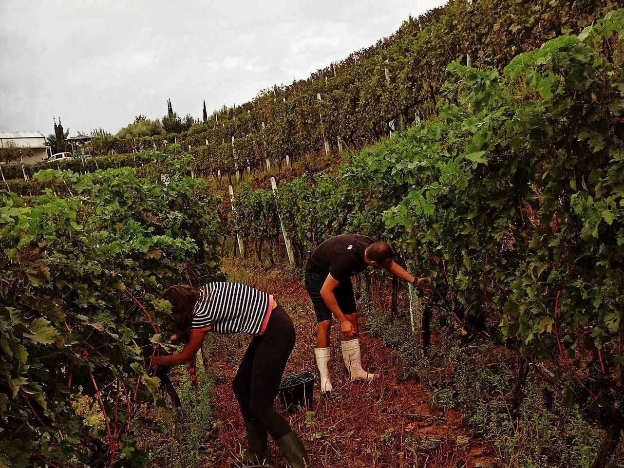 Tirana City Tour & Duka Cantina Wine Tasting, with Car & Driver/Guide included