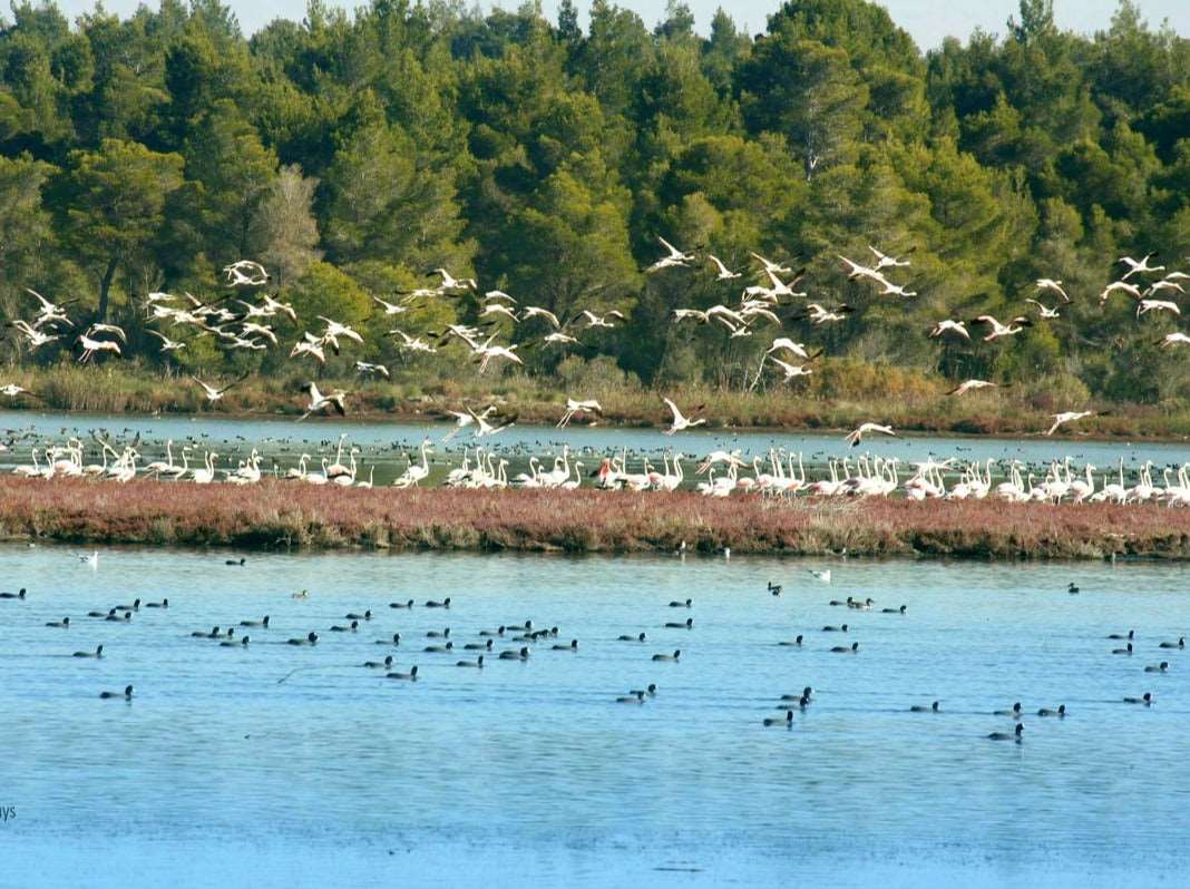 Private Day Tour of Ancient Apollonia and Karavasta Lagoon, Car & Driver included