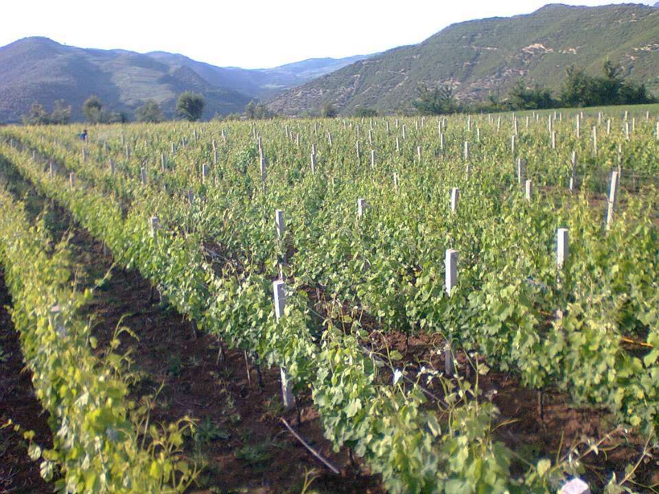 Berat Castle Tour & Nurellari Cantina Wine Tasting, with Car & Driver included.