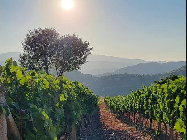 Private 1 Day Tour. Visit UNESCO City Berat, Castle & Wine Tasting at Nurellari Cantina Included.