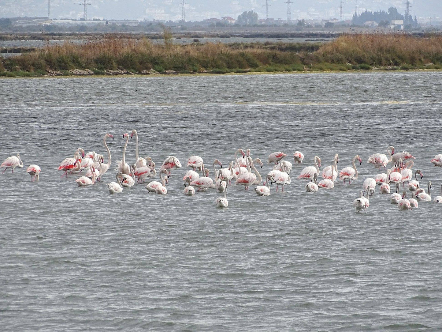 Apollonia & Karavasta Lagoon Full-Day Private Tour