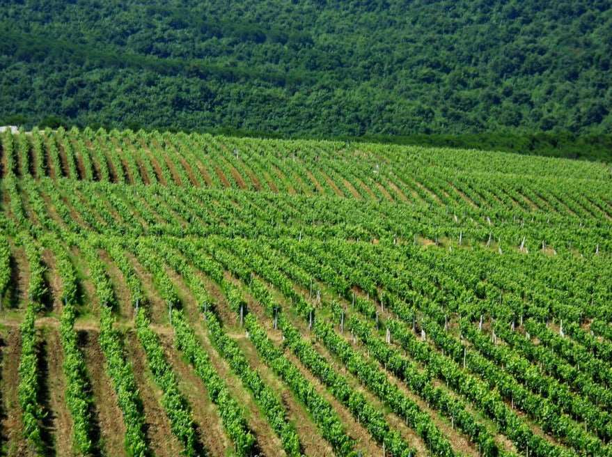Tirana City Tour & Albanica Cantina Wine Tasting, with Car & Driver/Guide included.
