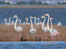 Cargar imagen en el visor de la galería, 1 Day, Private Guided Tour, Ancient Ruins of Apollonia and Nature Exploring in Karavasta Lagoon
