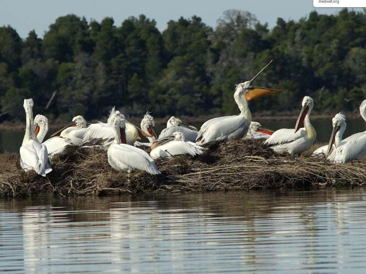Karavasta Lagoon Tour & Albanica Cantina Wine Tasting, with Car & Driver included.