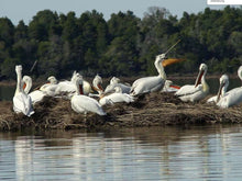 Load image into Gallery viewer, Karavasta Lagoon Tour &amp; Albanica Cantina Wine Tasting, with Car &amp; Driver included.
