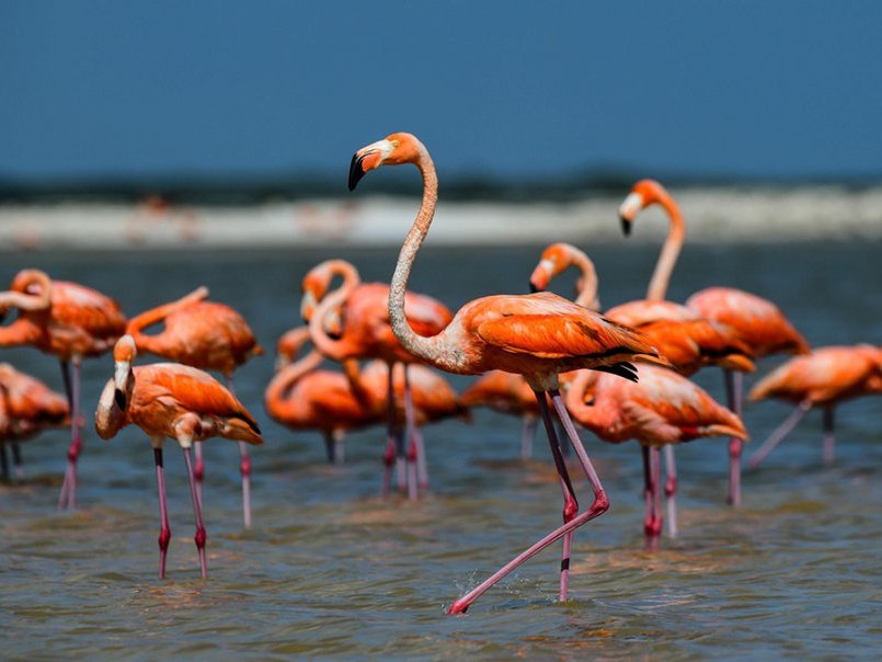 1 Day Tour. Karavasta Lagoon, Ardenica Monastery & Optional Wine Tasting. No Guide