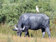 Load image into Gallery viewer, 1 Day, Guided Tour, Bird Watching, Nature Exploring in Divjaka National Park and Karavsta Lagoon
