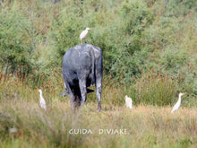 Cargar imagen en el visor de la galería, 1 Day, Guided Tour, Bird Watching, Nature Exploring in Divjaka National Park and Karavsta Lagoon
