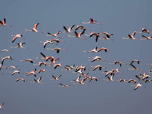 Cargar imagen en el visor de la galería, 1 Day, Guided Tour, Bird Watching, Nature Exploring in Divjaka National Park and Karavsta Lagoon
