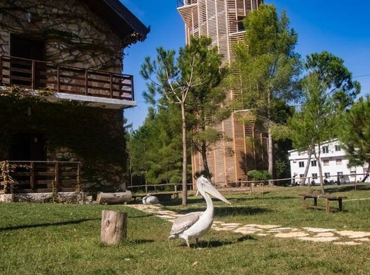 1 Day Tour of Ancient Apollonia and Karavasta Lagoon, Car & Driver included. No Guide
